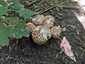 Csoportos csiperke (Agaricus bohusii), Budai-hegység